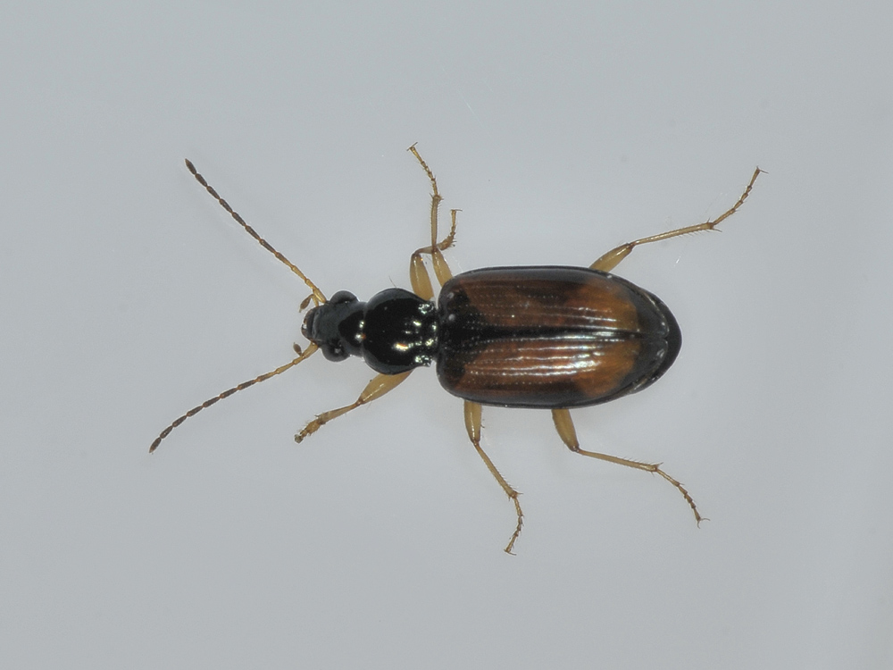 Bembidion testaceum, o meglio Ocydromus testaceus